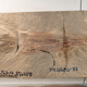 A rectangular stone contains the imprint of a fossilized cephalopod.